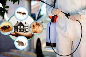 Holistic Pest Control Solutions