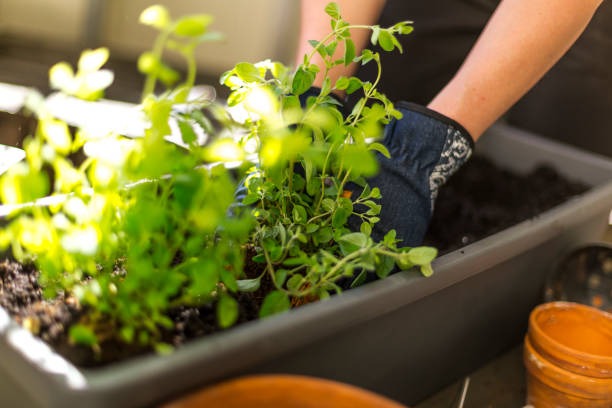 Wellness in Full Bloom The Power of Herbal Gardening